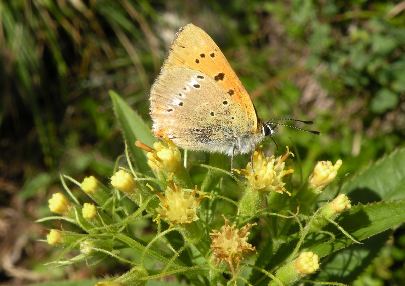 Lycaena virgaureae